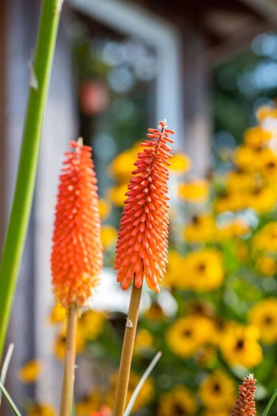 Kniphofia uvaria