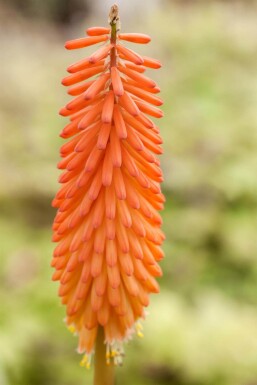 Kniphofia uvaria