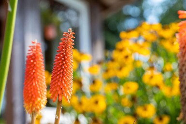 Kniphofia uvaria