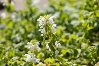 Lamium album