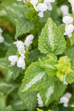Lamium album