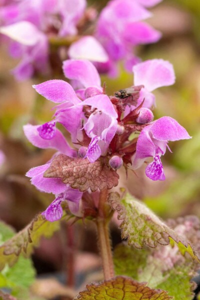 Lamium maculatum