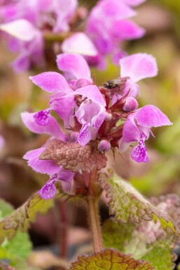 Lamium maculatum
