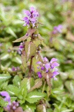 Lamium maculatum