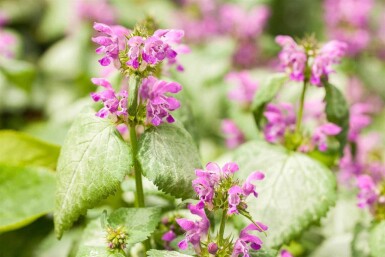 Lamium maculatum