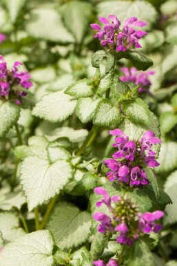 Lamium maculatum