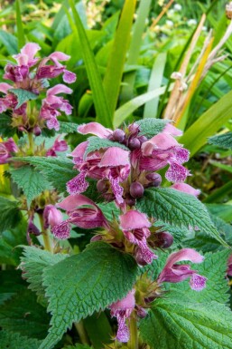 Lamium orvala