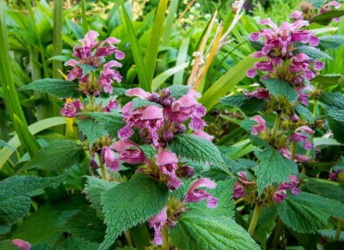 Lamium orvala