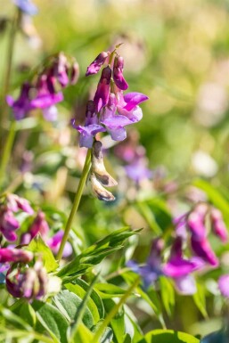 Lathyrus vernus