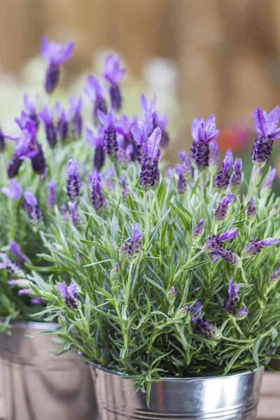 Lavandula stoechas