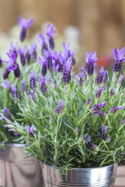 Lavandula stoechas