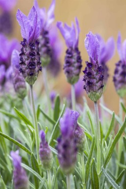Lavandula stoechas