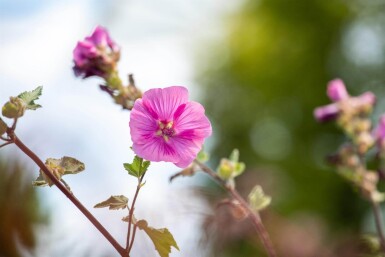 Lavatera olbia 'Burgundy Wine'
