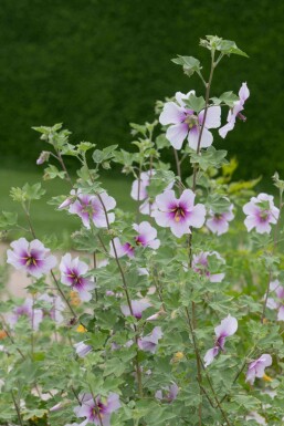 Lavatera maritima