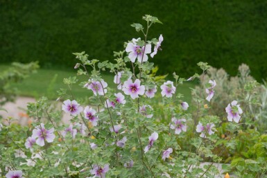 Lavatera maritima