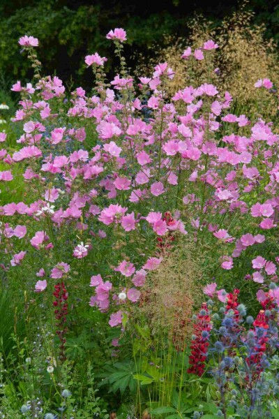 Lavatera olbia 'Rosea'