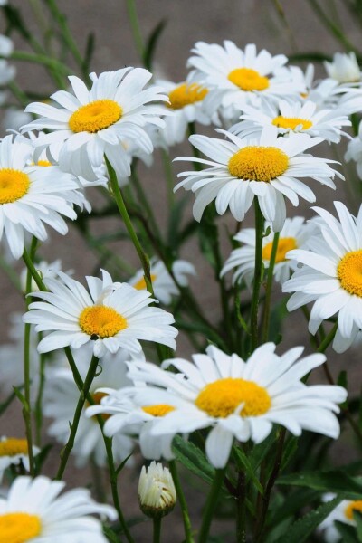 Leucanthemum superbum 'Becky'