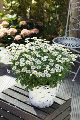 Leucanthemum vulgare