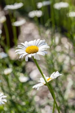 Leucanthemum vulgare