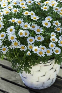 Leucanthemum vulgare