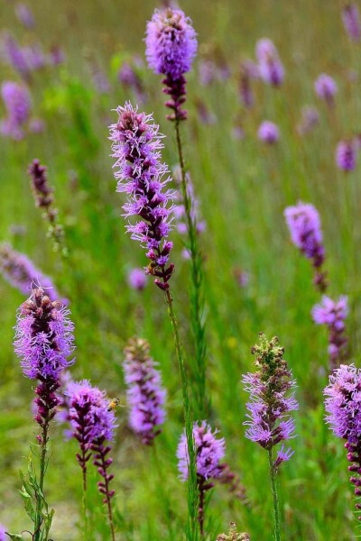 Liatris pycnostachya