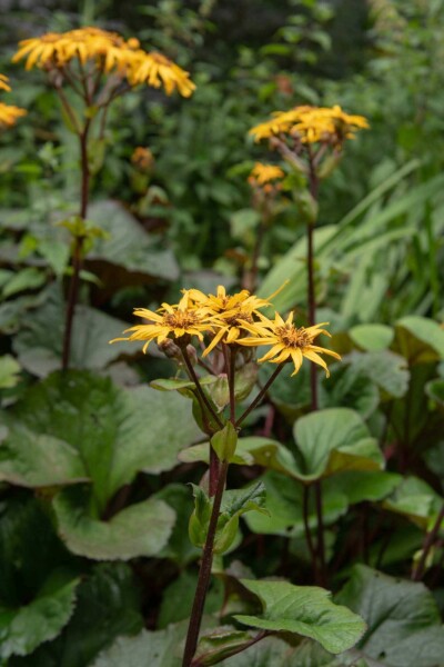 Ligularia dentata 'Desdemona'
