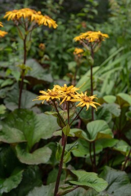 Ligularia dentata 'Desdemona'