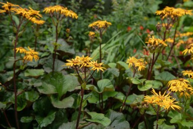 Ligularia dentata 'Desdemona'