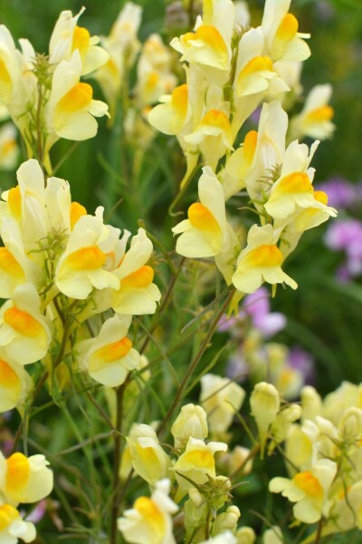 Linaria vulgaris