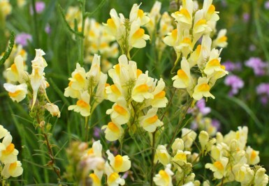 Linaria vulgaris