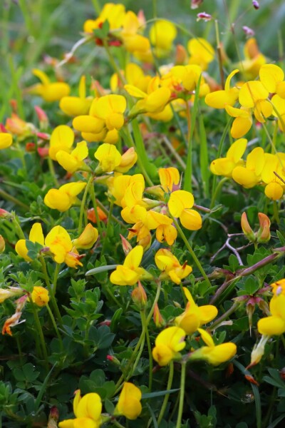 Lotus corniculatus