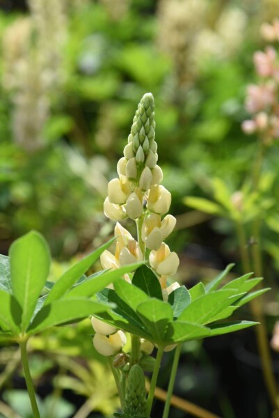Lupinus 'Chandelier'