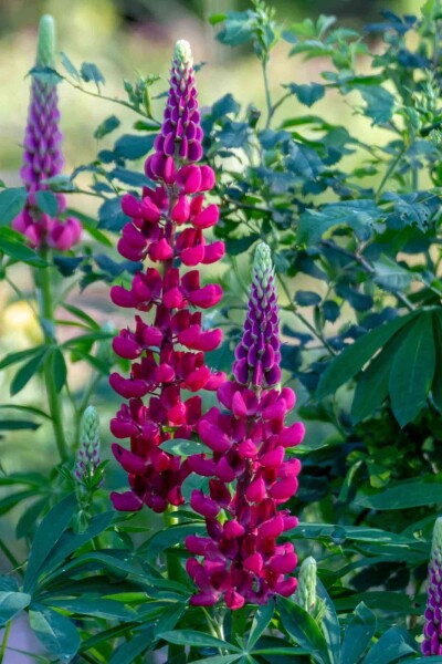 Lupinus 'My Castle'