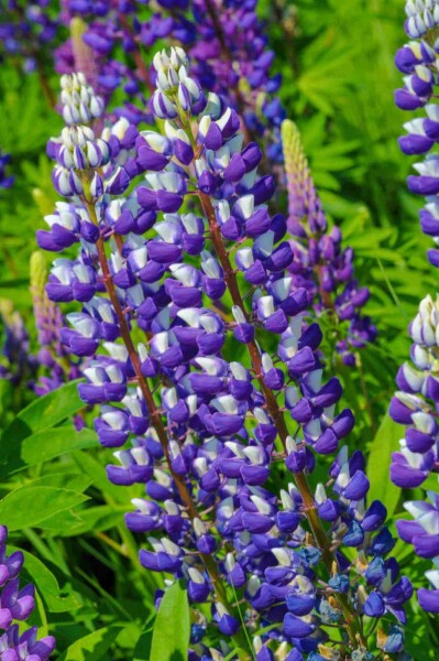 Lupinus 'The Governor'