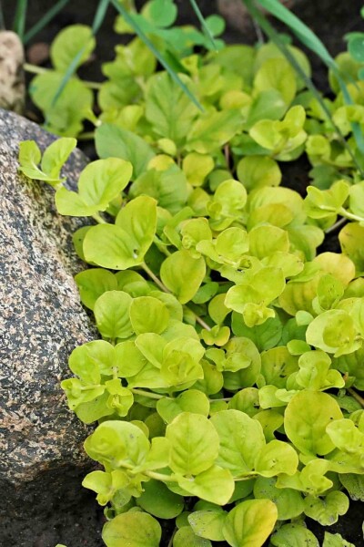 Lysimachia nummularia 'Aurea'