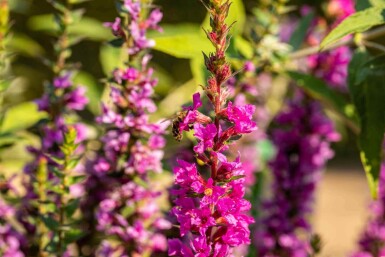 Lythrum salicaria 'Robin'