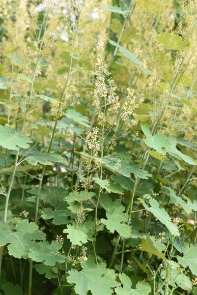 Macleaya cordata