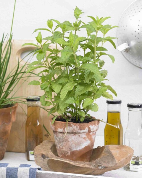 Mentha piperita 'Swiss'