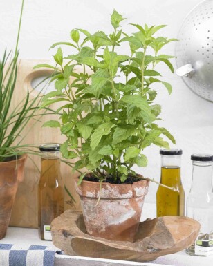 Mentha piperita 'Swiss'