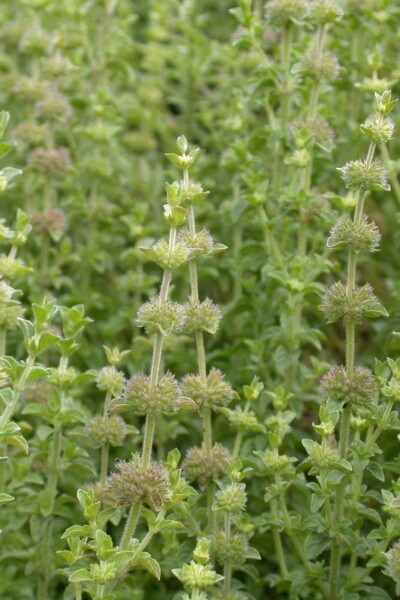 Mentha pulegium
