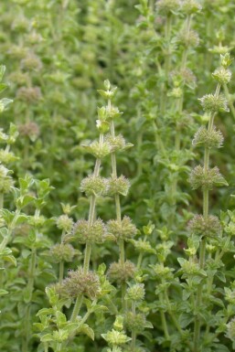 Mentha pulegium