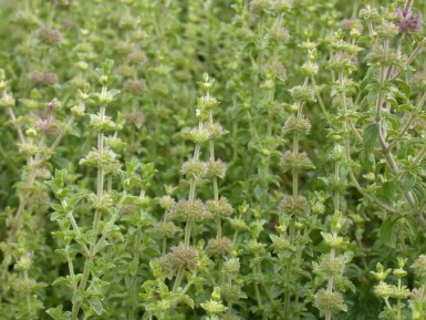 Mentha pulegium
