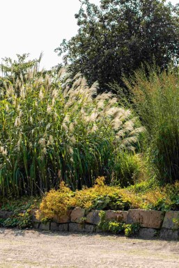Miscanthus giganteus
