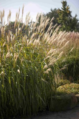 Miscanthus sinensis 'Adagio'