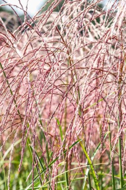 Miscanthus sinensis 'Flamingo'
