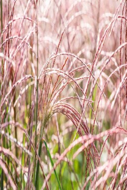 Miscanthus sinensis 'Flamingo'