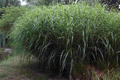 Miscanthus sinensis 'Little Zebra'