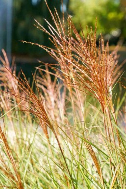 Miscanthus sinensis 'Red Chief'
