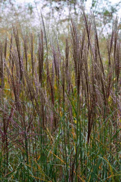 Miscanthus sinensis 'Yaku Jima'