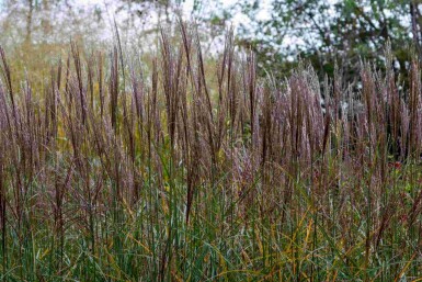Miscanthus sinensis 'Yaku Jima'
